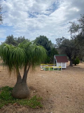 Olive Grove Vendégház Anáviszosz Kültér fotó